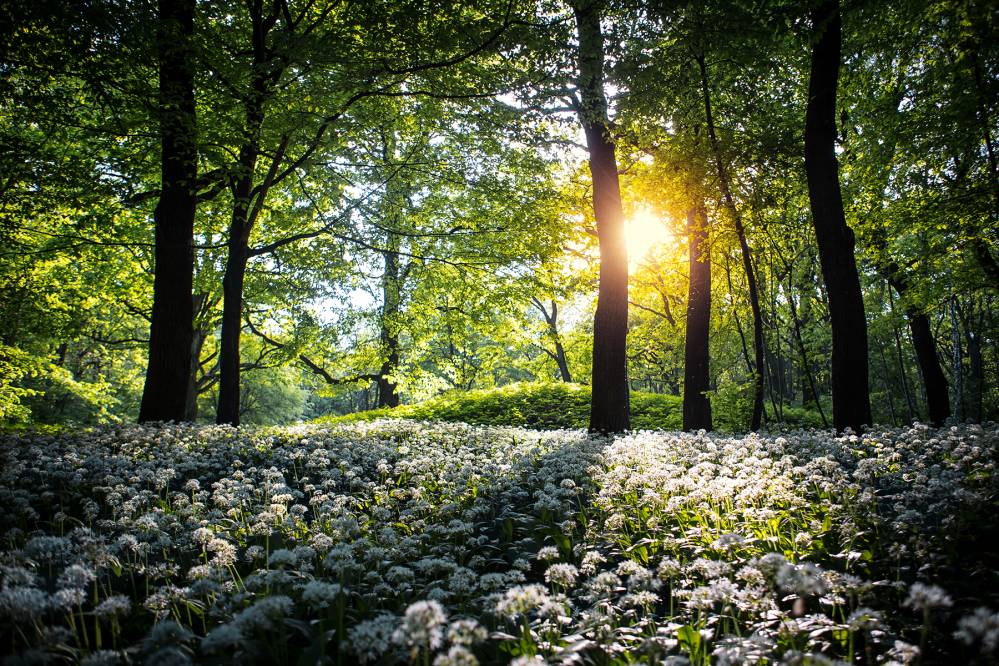 Park Zielona