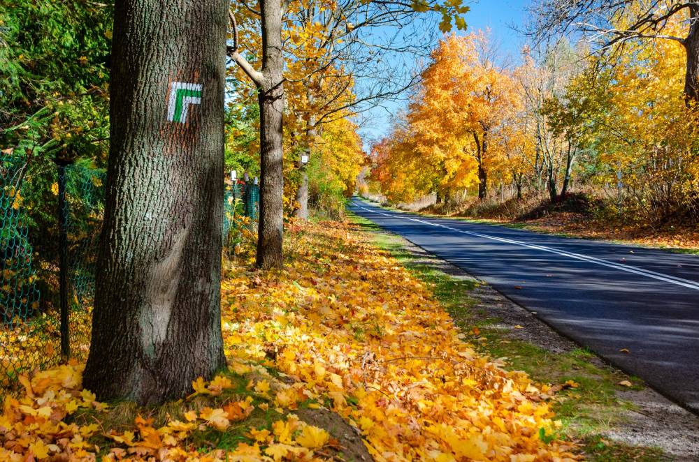 19. Ulica Jurajska w Rzedkowicach, zielony szlak wiedzie poboczem szosy
