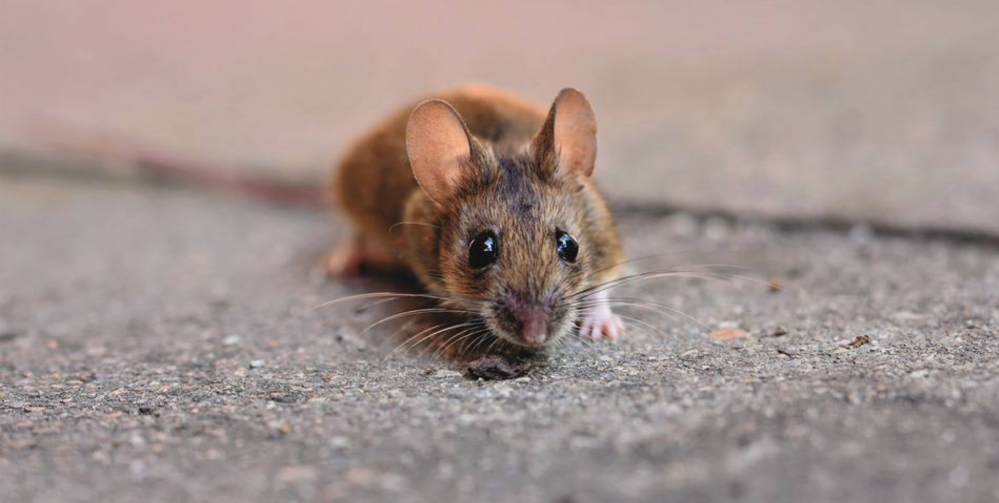 Ciekawe miejsca dla dzieci w Cieszynie