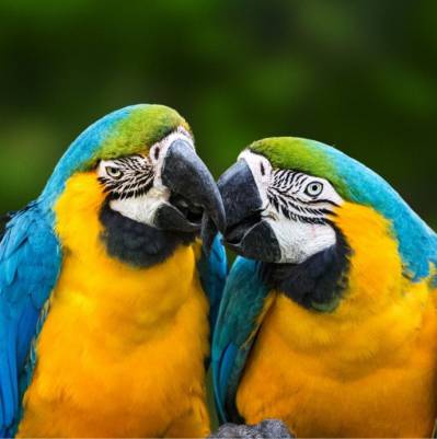 Palmiarnia i papugarnia, czyli dwa łyki egzotyki