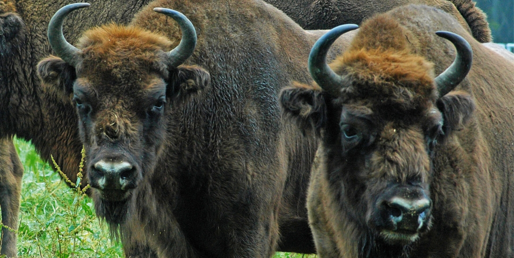 Najciekawsze atrakcje dla dzieci