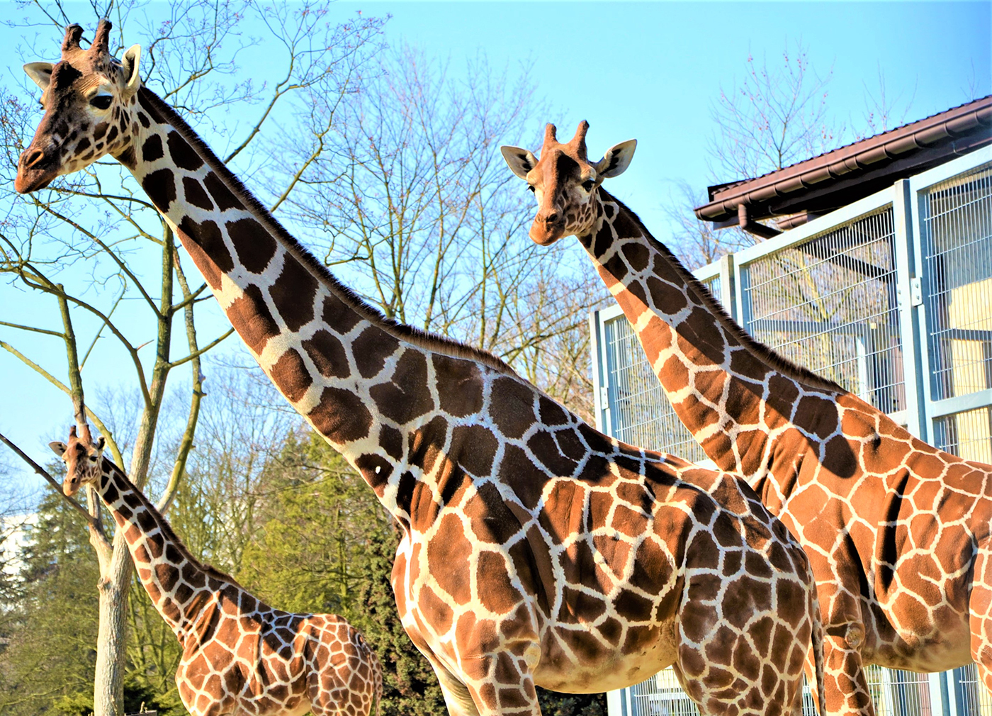 01-park-slaski-slaski-ogrod-zoologiczny3