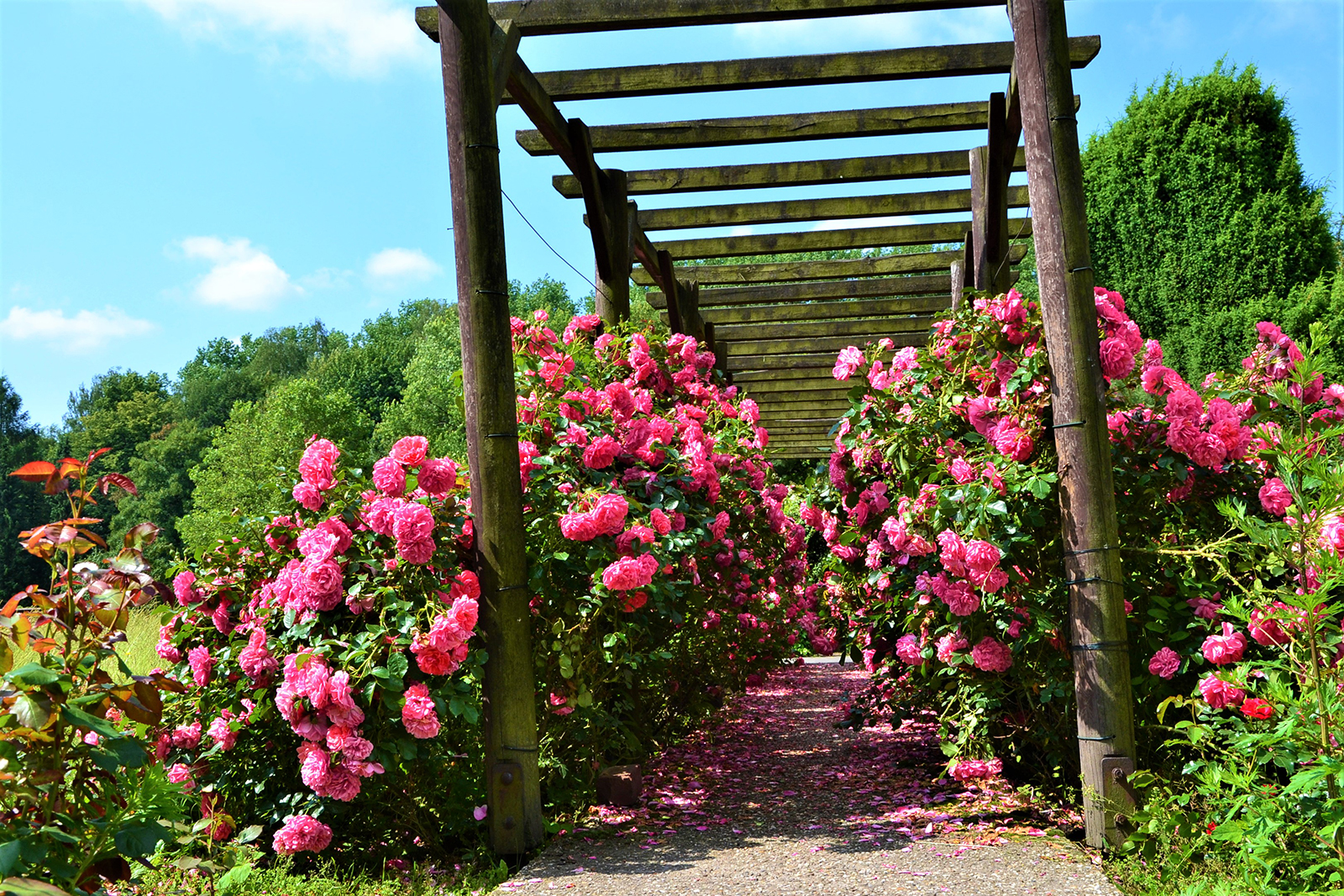 09-park-slaski-rosarium1